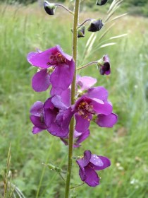 Lila ökörfarkkóró, Verbascum phoeniceum, etnobotanika